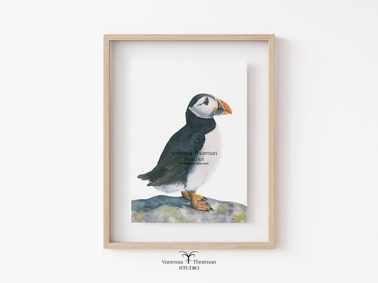 Framed atlantic puffin watercolor art print on a plain background by Vanessa Thorman
