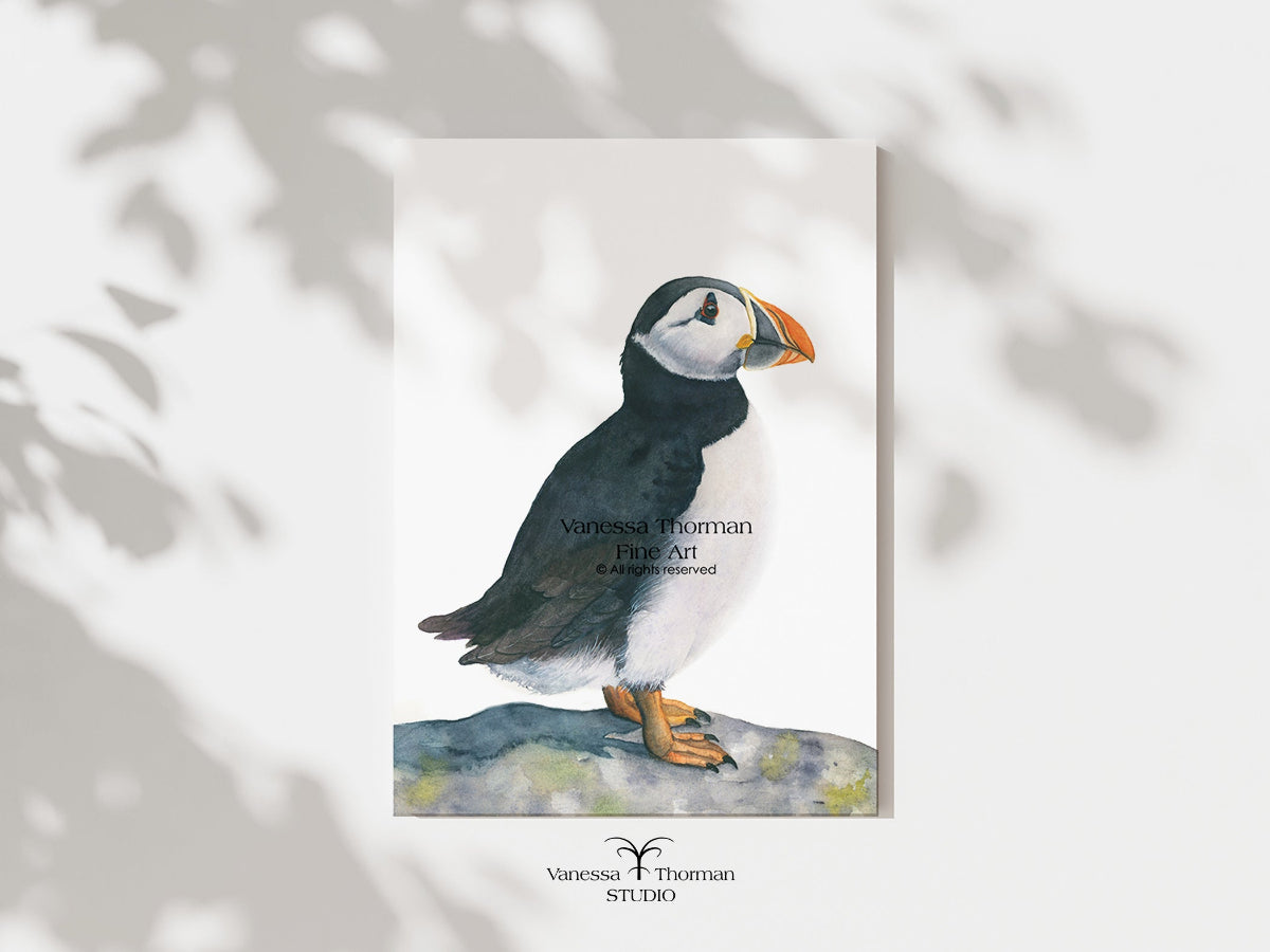  Unframed atlantic puffin watercolor art print by Vanessa Thorman