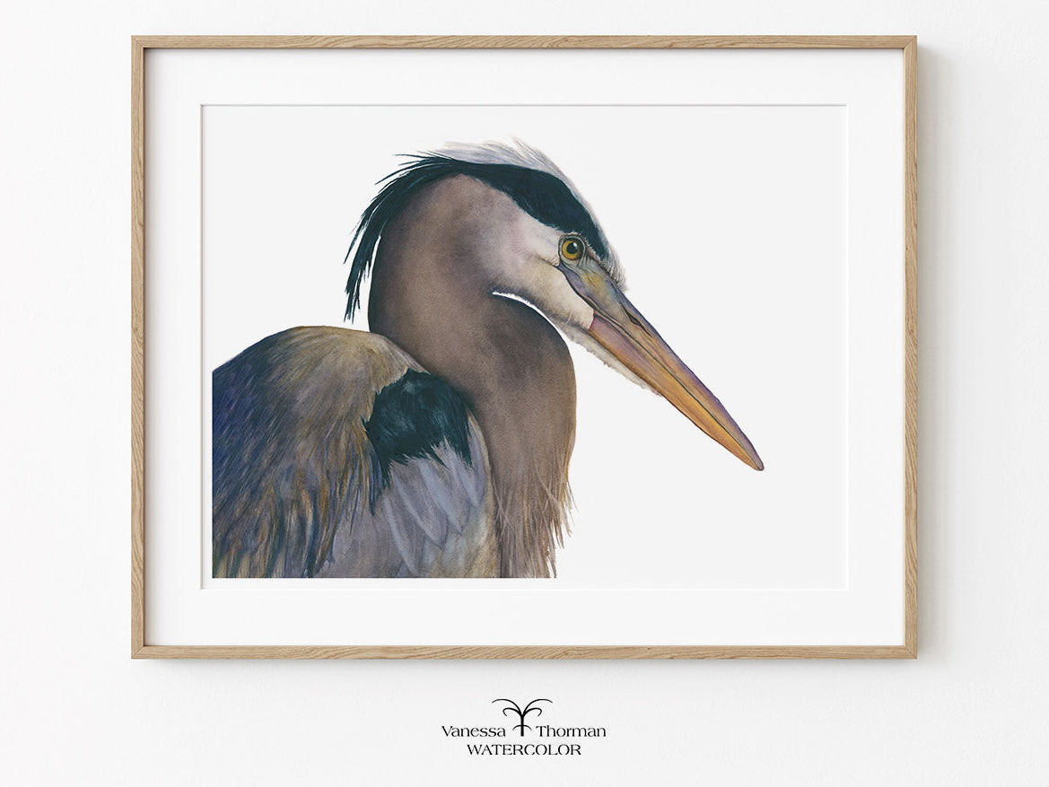 Framed "August" Great Blue Heron watercolor art print on a white background by Vanessa Thorman