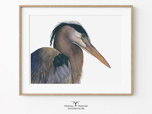 Framed "August" Great Blue Heron watercolor art print on a white background by Vanessa Thorman