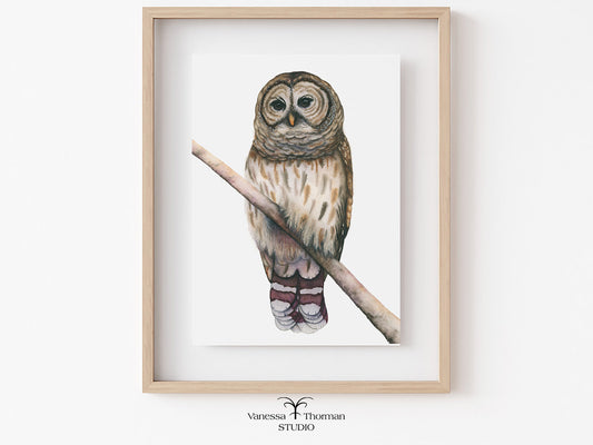 Framed Barred Owl watercolor art print by Vanessa Thorman, perched on a branch