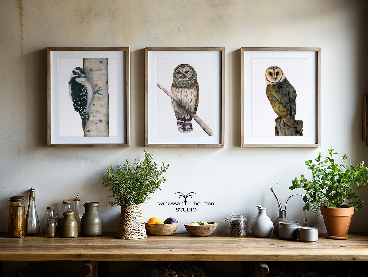 Three framed owl watercolor art prints displayed together in a kitchen, including Barred Owl