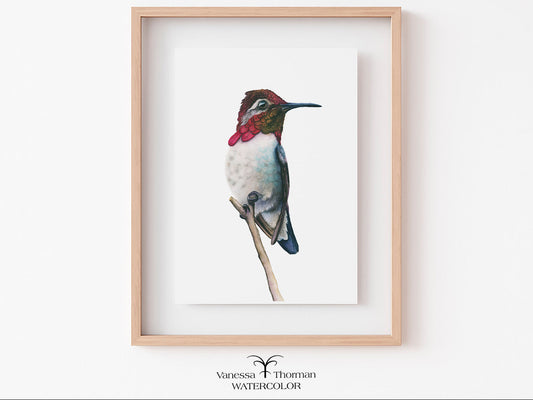 Framed "Bee Hummingbird 2" watercolor art print by Vanessa Thorman