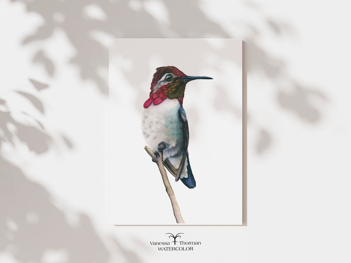 "Bee Hummingbird 2" watercolor art print by Vanessa Thorman, unframed