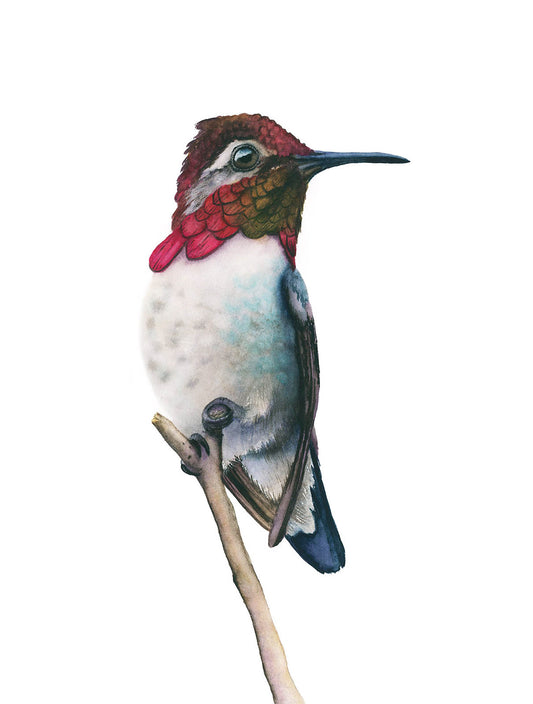 "Bee Hummingbird 2" watercolor art print by Vanessa Thorman