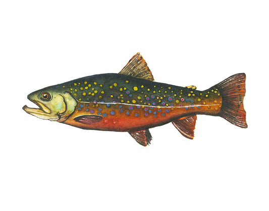 Brook Trout watercolor art print by Vanessa Thorman on a white background