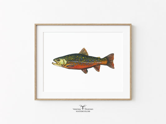 Framed Brook Trout watercolor art print with a white background