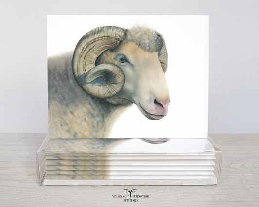 Dorset Horn ram watercolor notecard set, stack of 8 blank folded cards ready for gifting