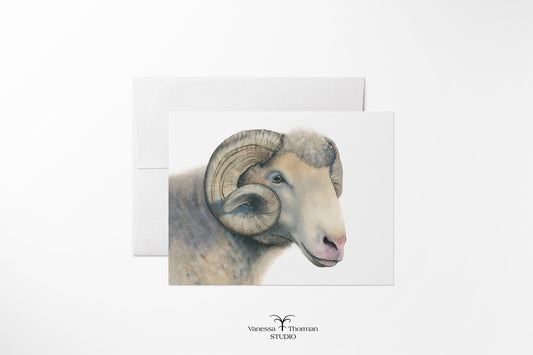 Watercolor notecard featuring a Dorset Horn ram by Vanessa Thorman, shown with envelope