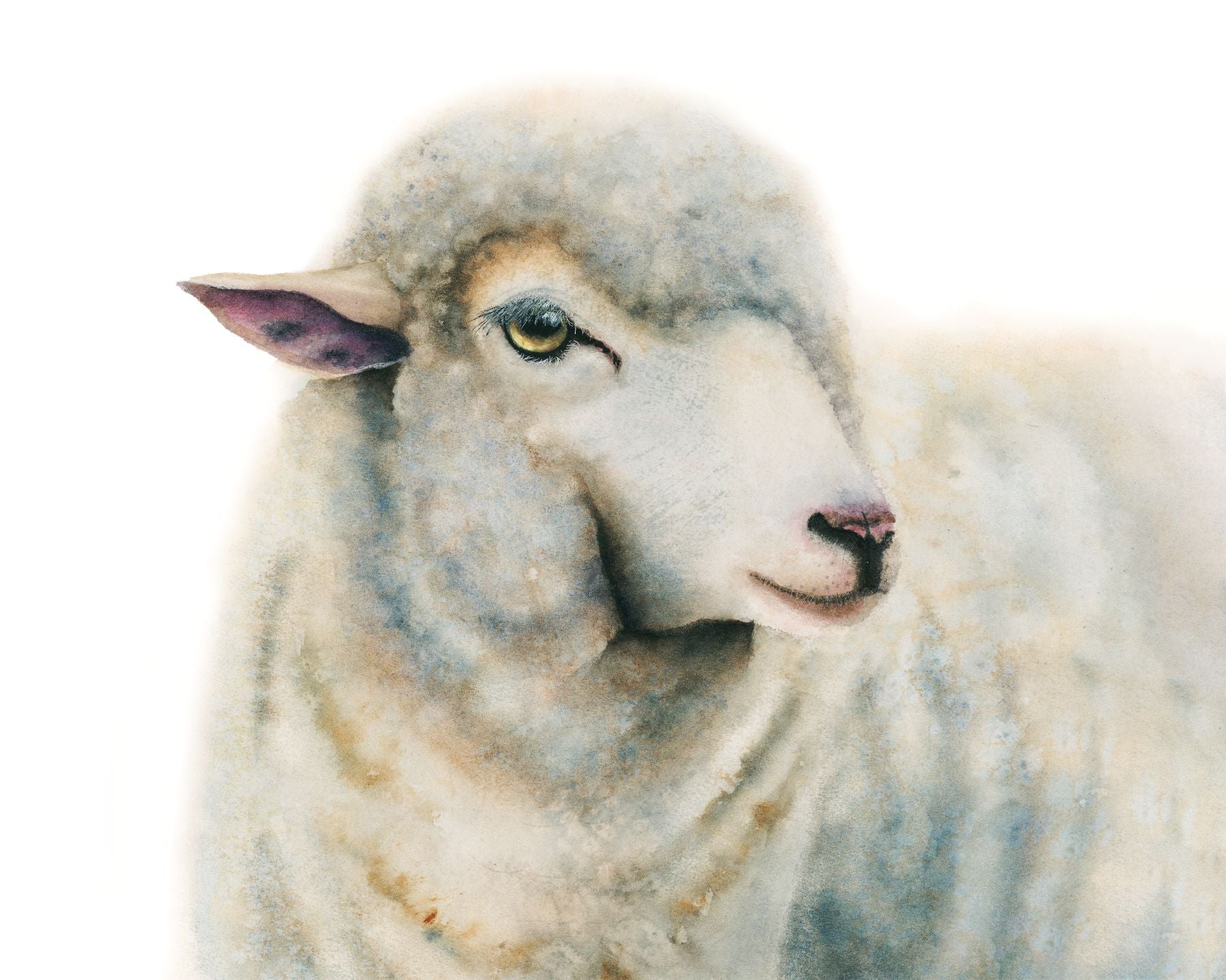 Close-up of "Duchess" sheep watercolor art print by Vanessa Thorman