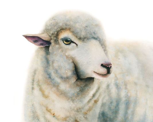 Close-up of "Duchess" sheep watercolor art print by Vanessa Thorman