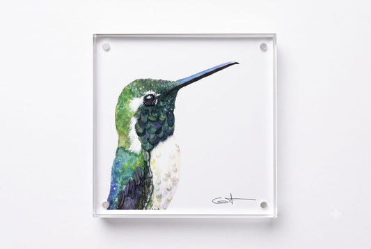 Vincent the green hummingbird acrylic block art print, front view