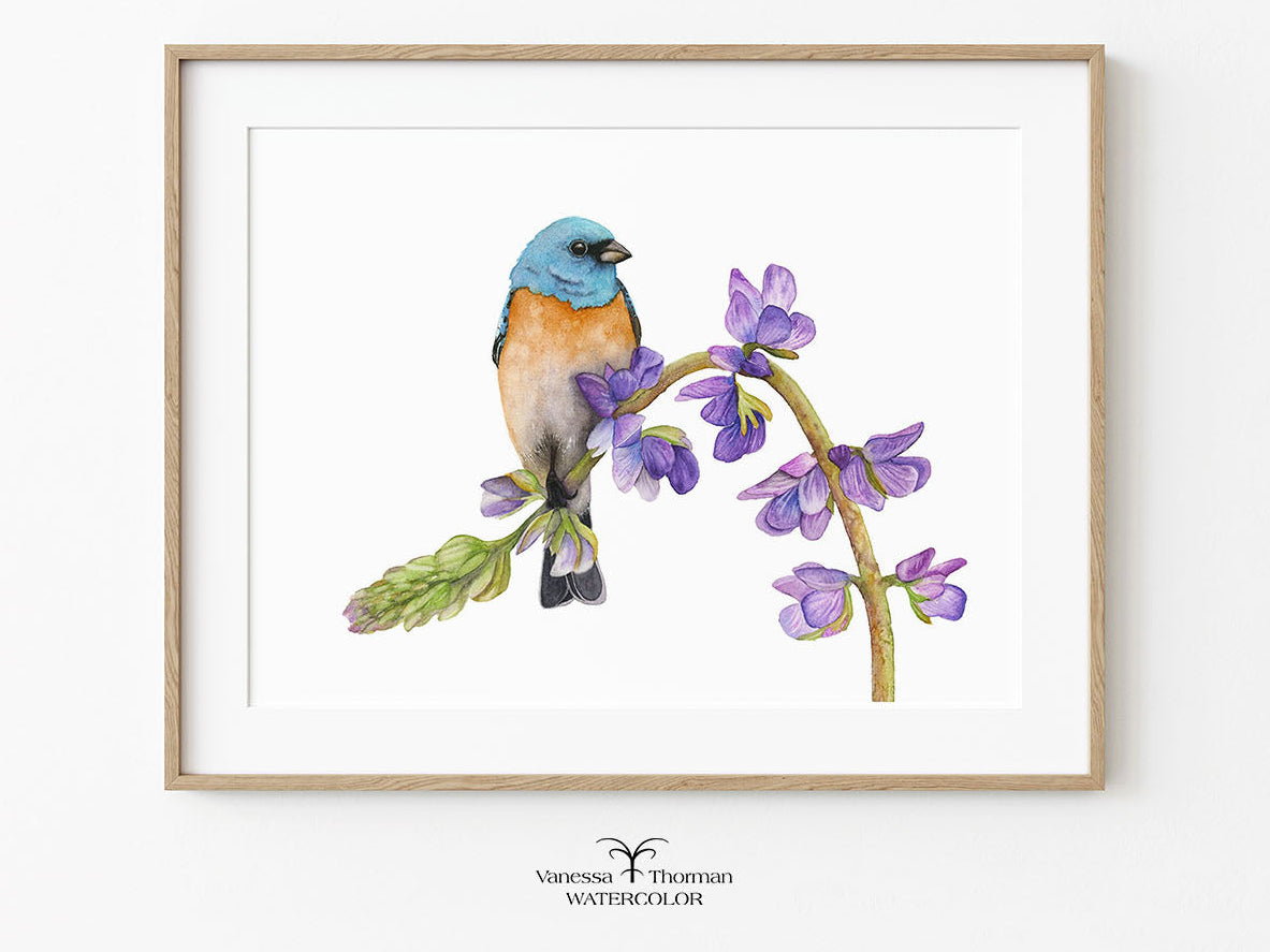 Framed "Bunting in Bloom" Lazuli Bunting watercolor art print on a white background by Vanessa Thorman