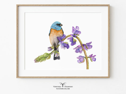 Framed "Bunting in Bloom" Lazuli Bunting watercolor art print on a white background by Vanessa Thorman