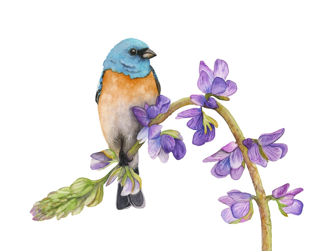 watercolor-art-print.jpg	"Bunting in Bloom" Lazuli Bunting watercolor art print, perched on a branch with purple flowers by Vanessa Thorman