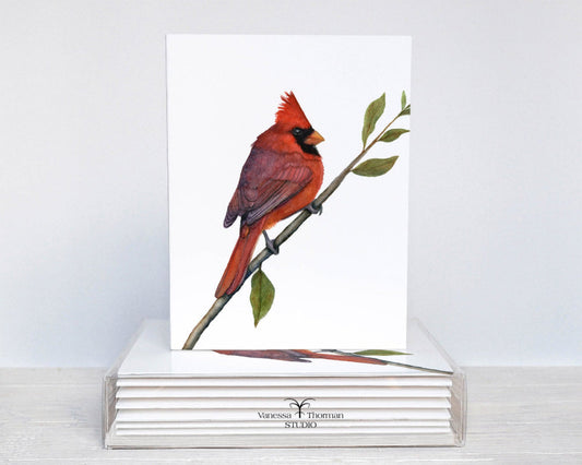 Northern Cardinal watercolor notecard set with 8 blank folded cards ready for gifting