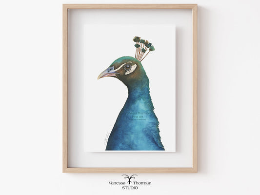 Framed peacock portrait watercolor art print on a white background by Vanessa Thorman