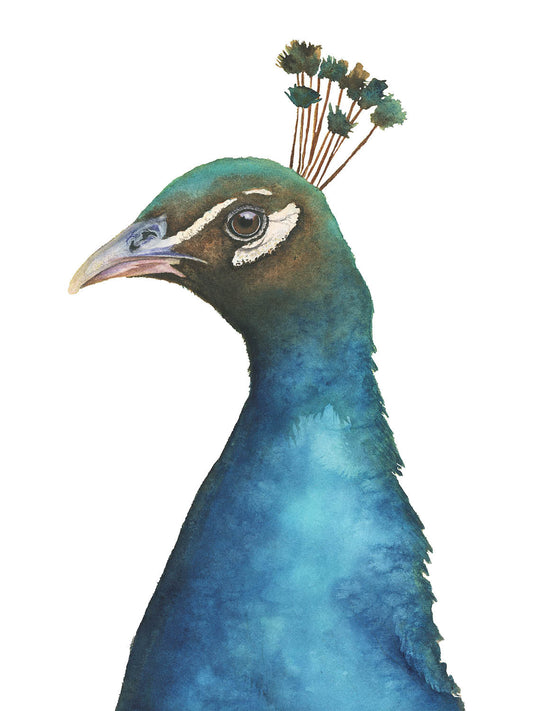 peacock portrait watercolor art print on a white background by Vanessa Thorman, detailed view
