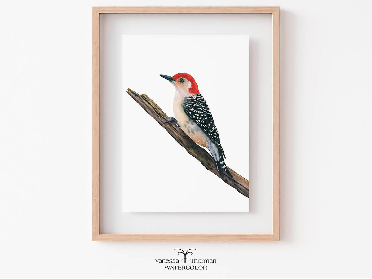 Framed Red-Bellied Woodpecker watercolor art print by Vanessa Thorman, perched on a branch