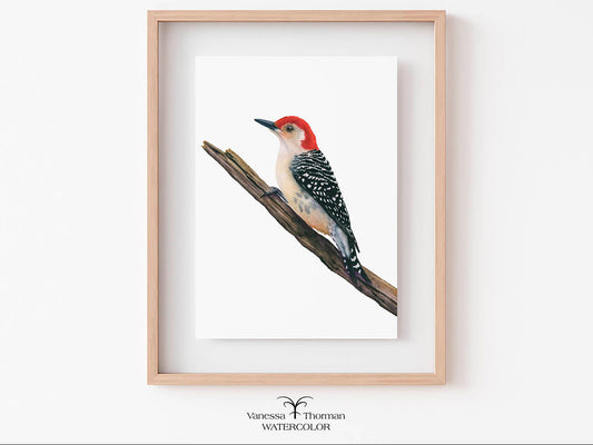 Framed Red-Bellied Woodpecker watercolor art print by Vanessa Thorman, perched on a branch