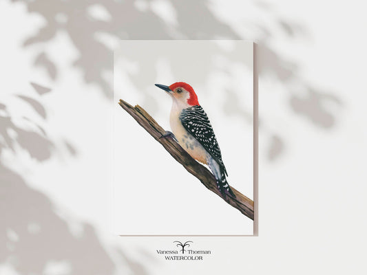 Red-Bellied Woodpecker watercolor art print, unframed, by Vanessa Thorman
