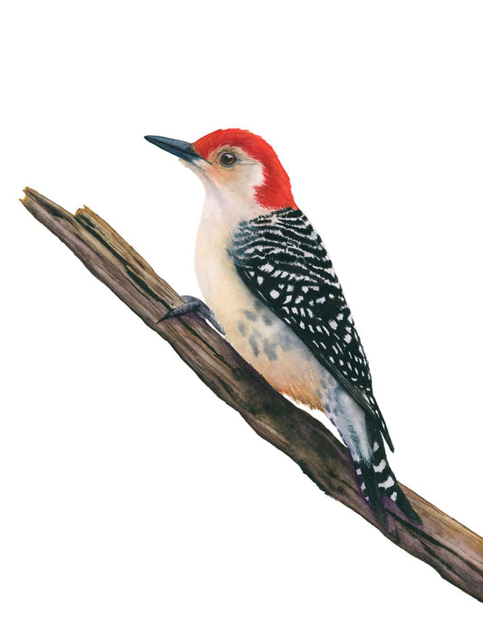 Red-Bellied Woodpecker watercolor art print by Vanessa Thorman