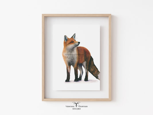 Framed Red Fox watercolor art print on a white background by Vanessa Thorman