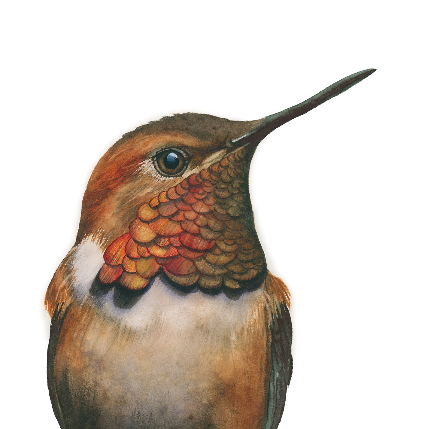 Detailed view of Rufus the Rufous Hummingbird acrylic block art print