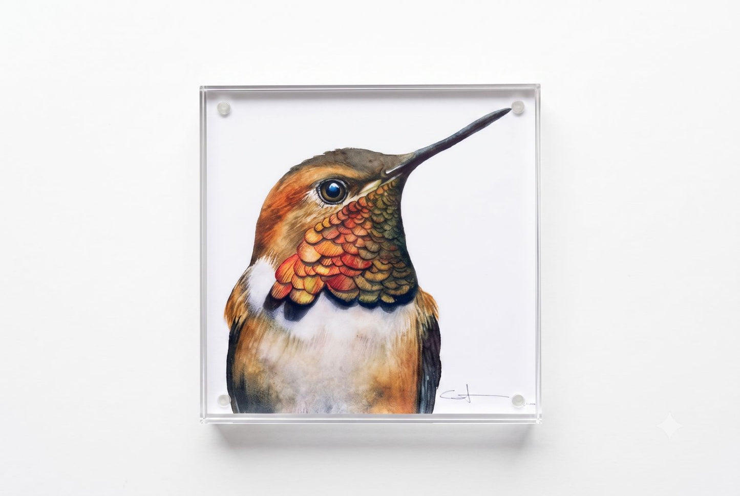 Rufus the Rufous Hummingbird acrylic block art print, front view