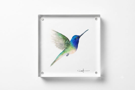 Sapphire the Hummingbird acrylic block art print, front view