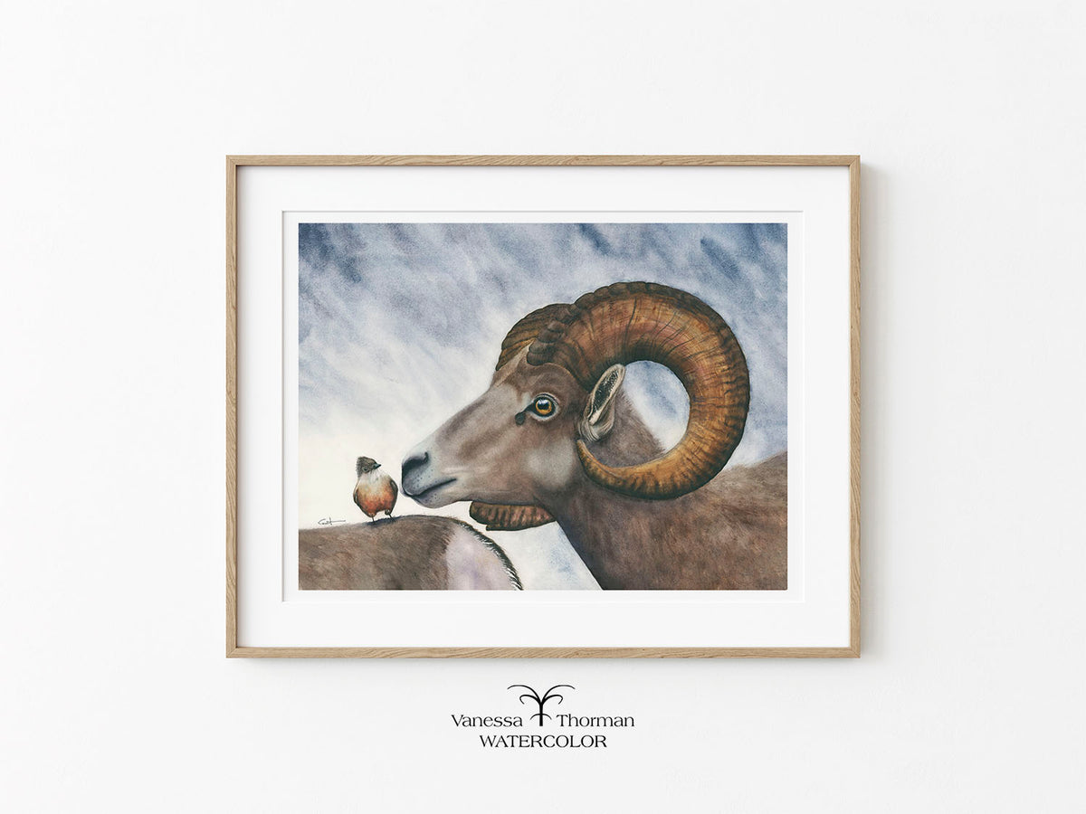 "Small Talk" bighorn sheep watercolor art print on a white background by Vanessa Thorman