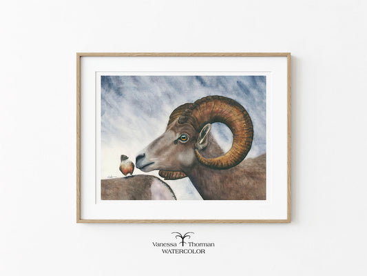 "Small Talk" bighorn sheep watercolor art print on a white background by Vanessa Thorman