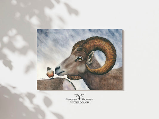 "Small Talk" bighorn sheep watercolor art print, unframed, by Vanessa Thorman