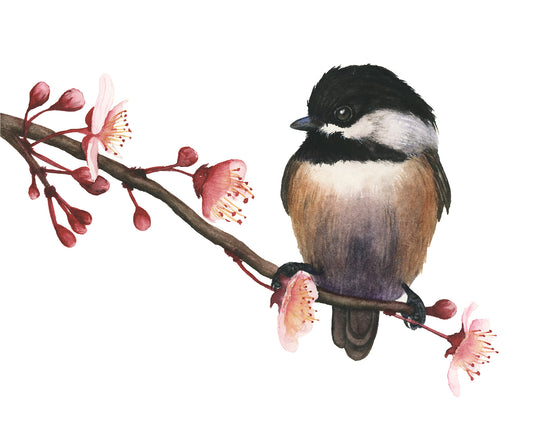 "Spring Chickadee" watercolor art print, perched on a branch with pink flowers by Vanessa Thorman