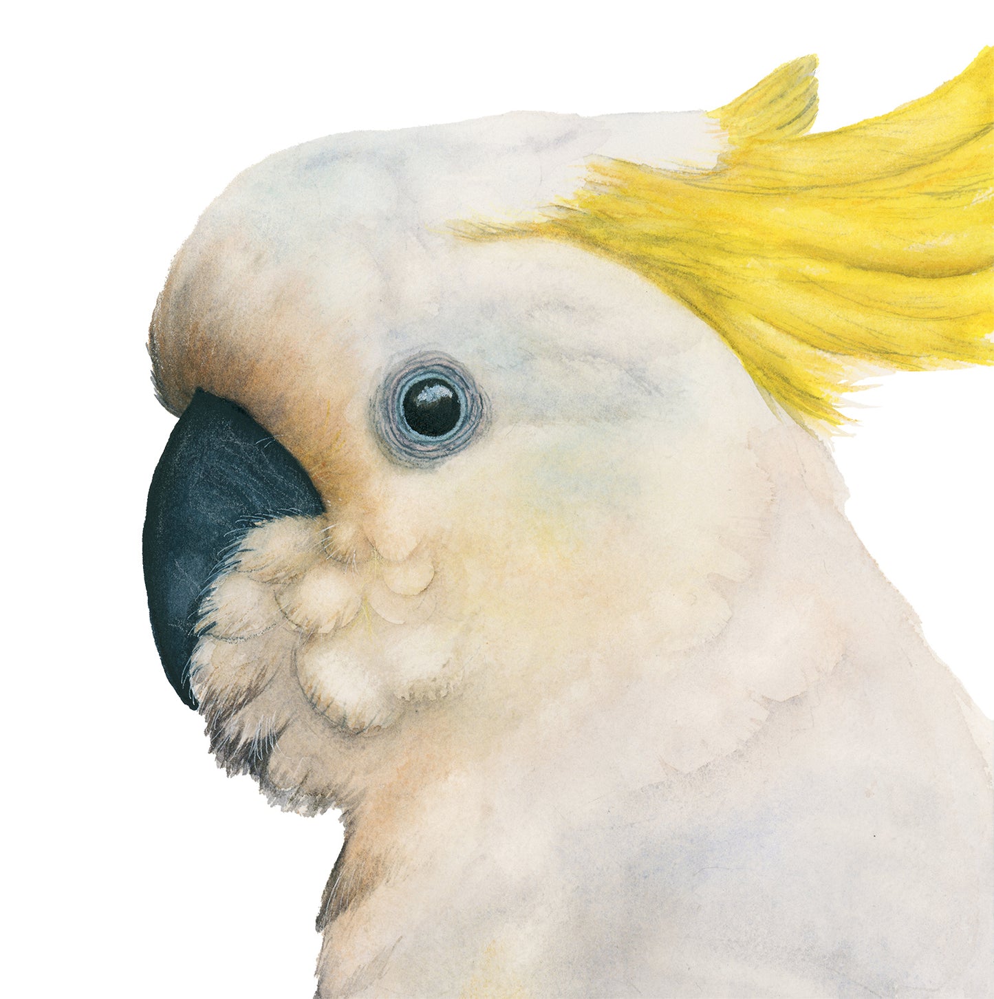 Lupita the Sulphur-Crested Cockatoo acrylic block art print, detailed view