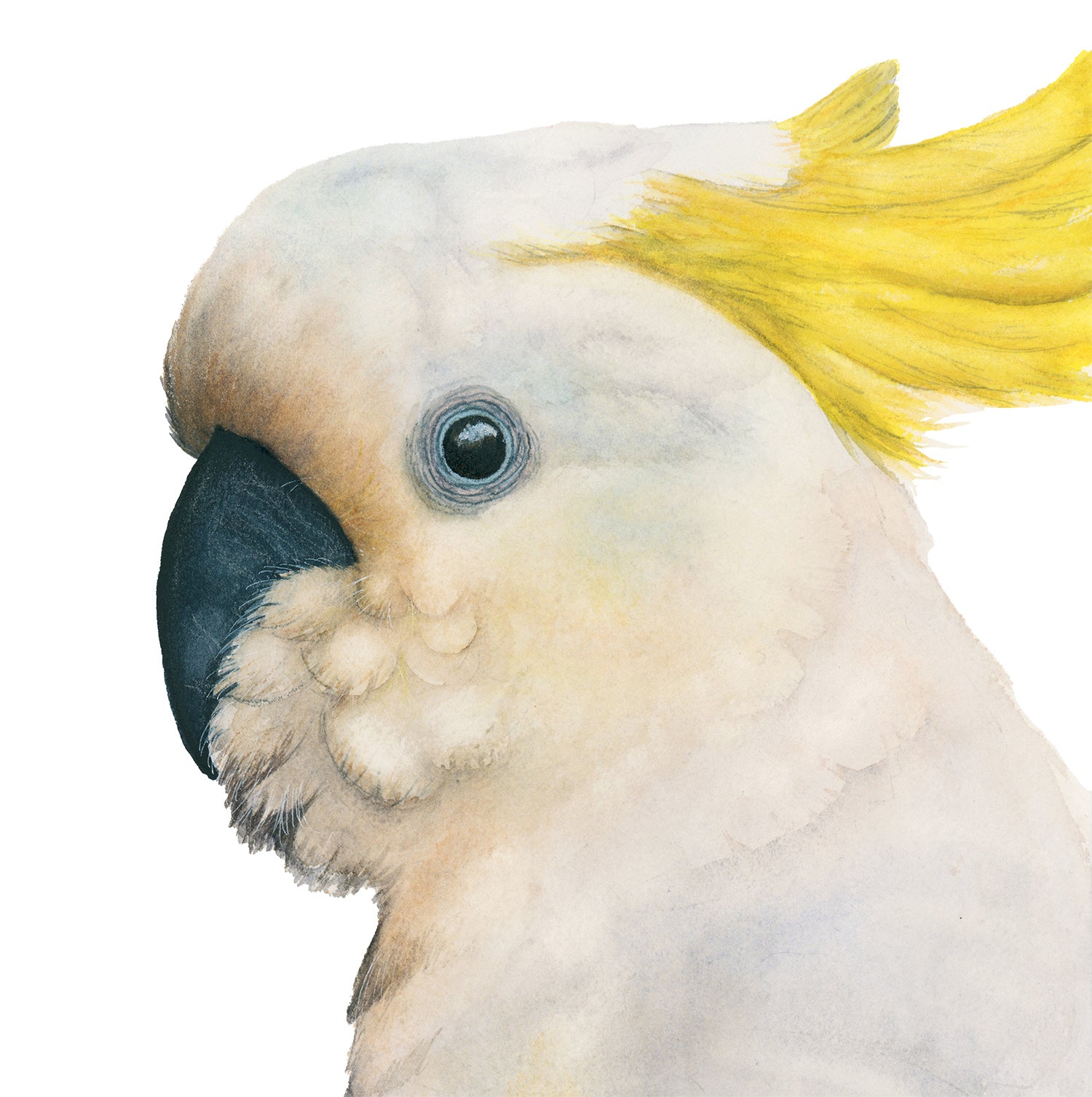 Lupita the Sulphur-Crested Cockatoo acrylic block art print, detailed view