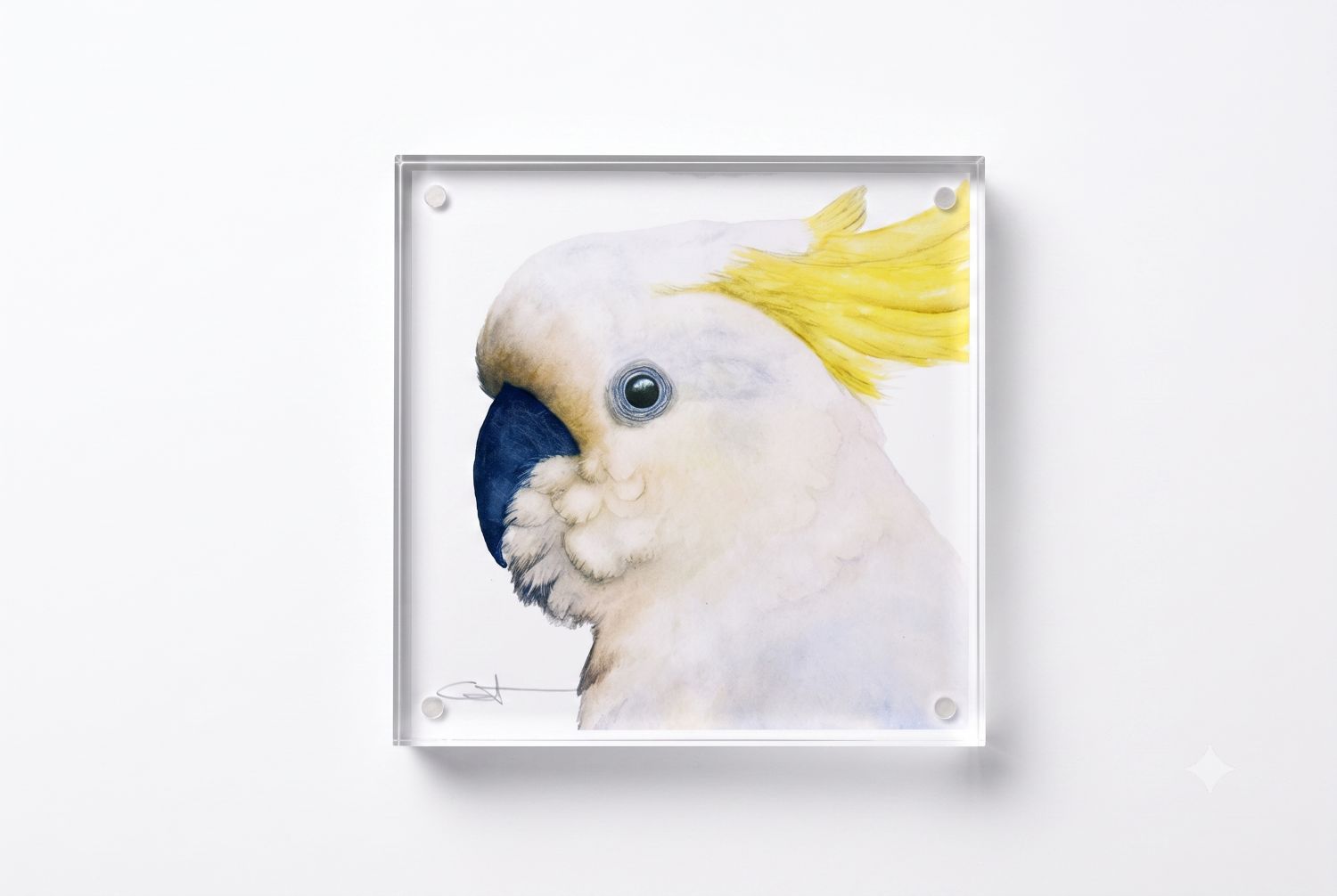 Lupita the Sulphur-Crested Cockatoo acrylic block art print, front view