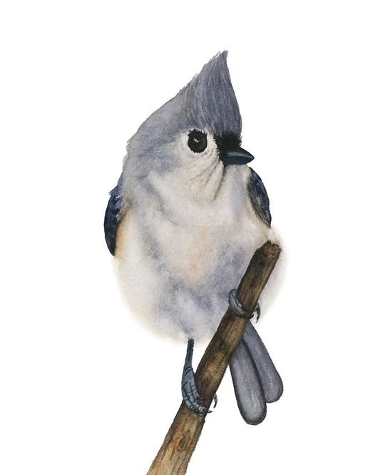 "Tufted Titmouse 2" watercolor art print by Vanessa Thorman, detailed view