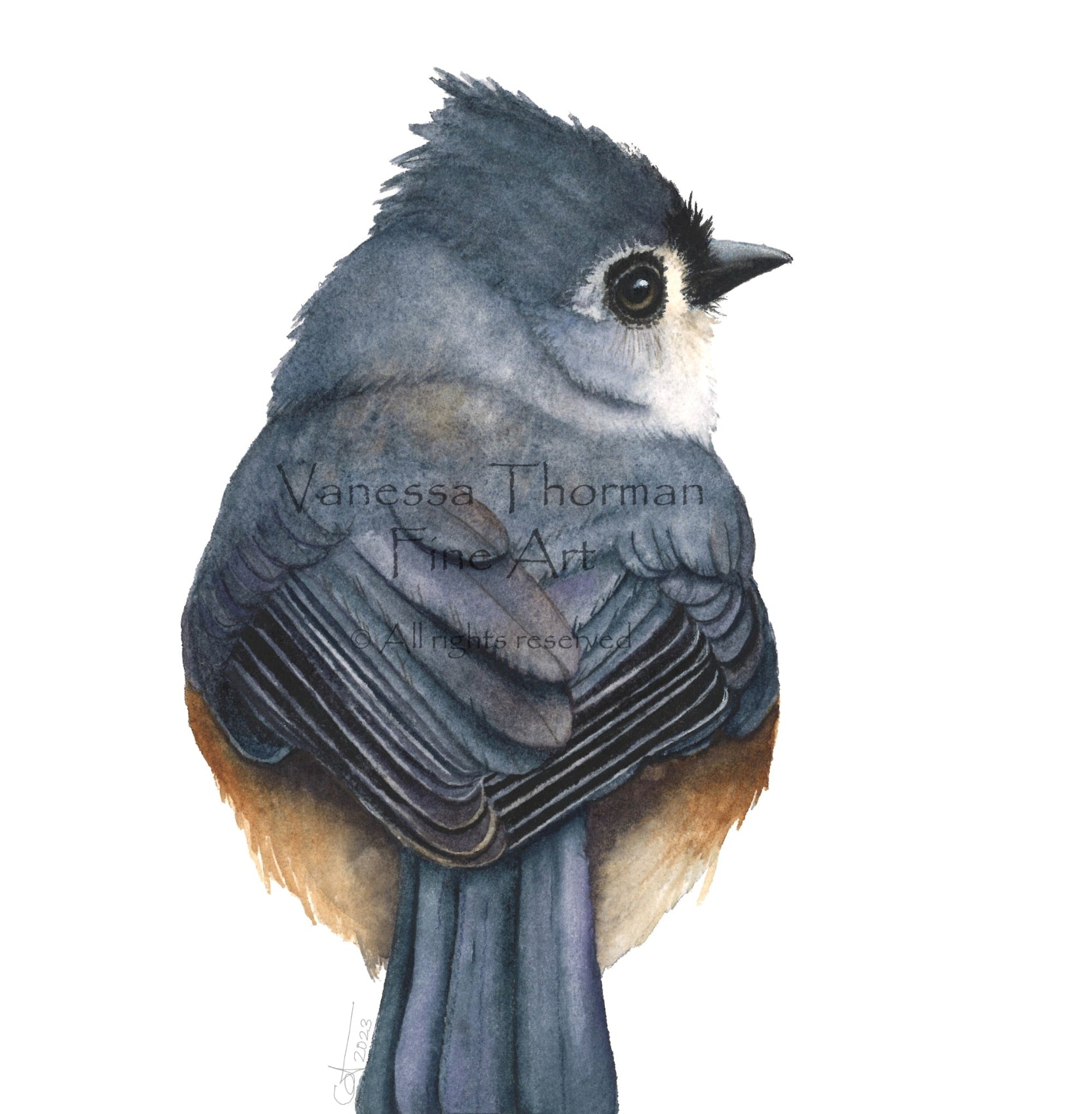 Tilly the Tufted Titmouse acrylic block art print, detailed view