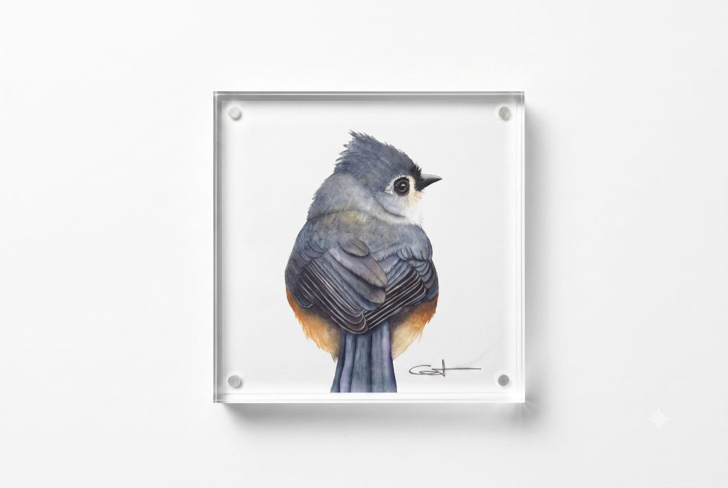 Tilly the Tufted Titmouse acrylic block art print, front view