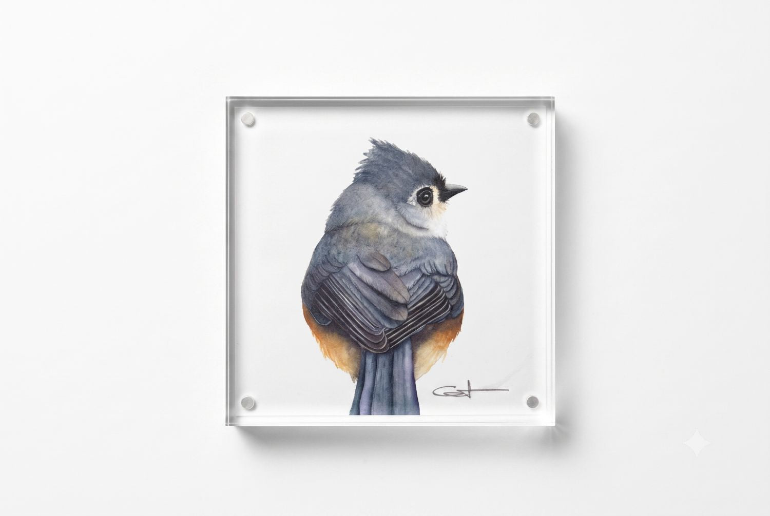 Tilly the Tufted Titmouse acrylic block art print, front view