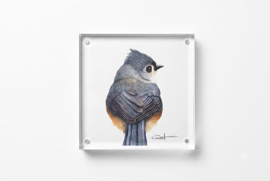 Tilly the Tufted Titmouse acrylic block art print, front view