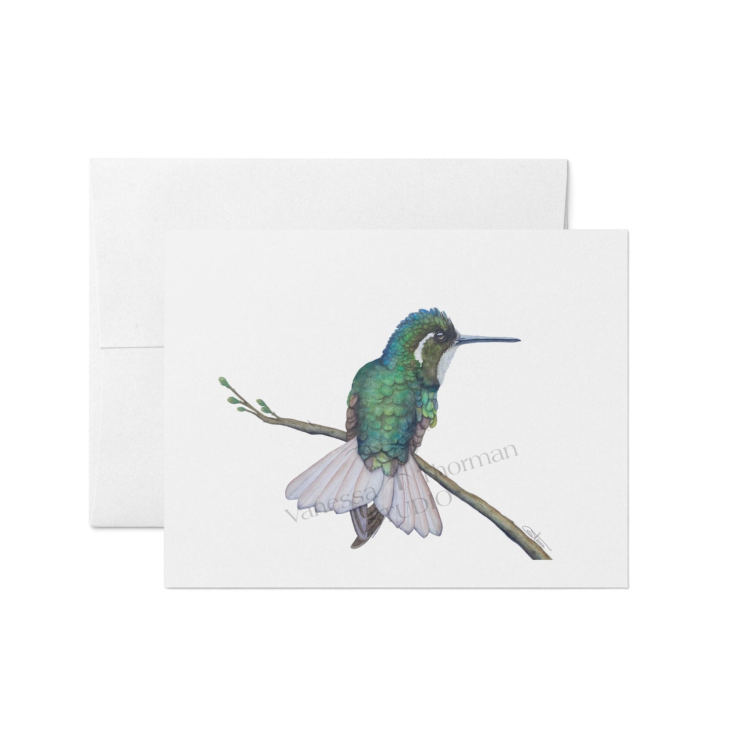 Watercolor notecard featuring a White-Eared Hummingbird by Vanessa Thorman