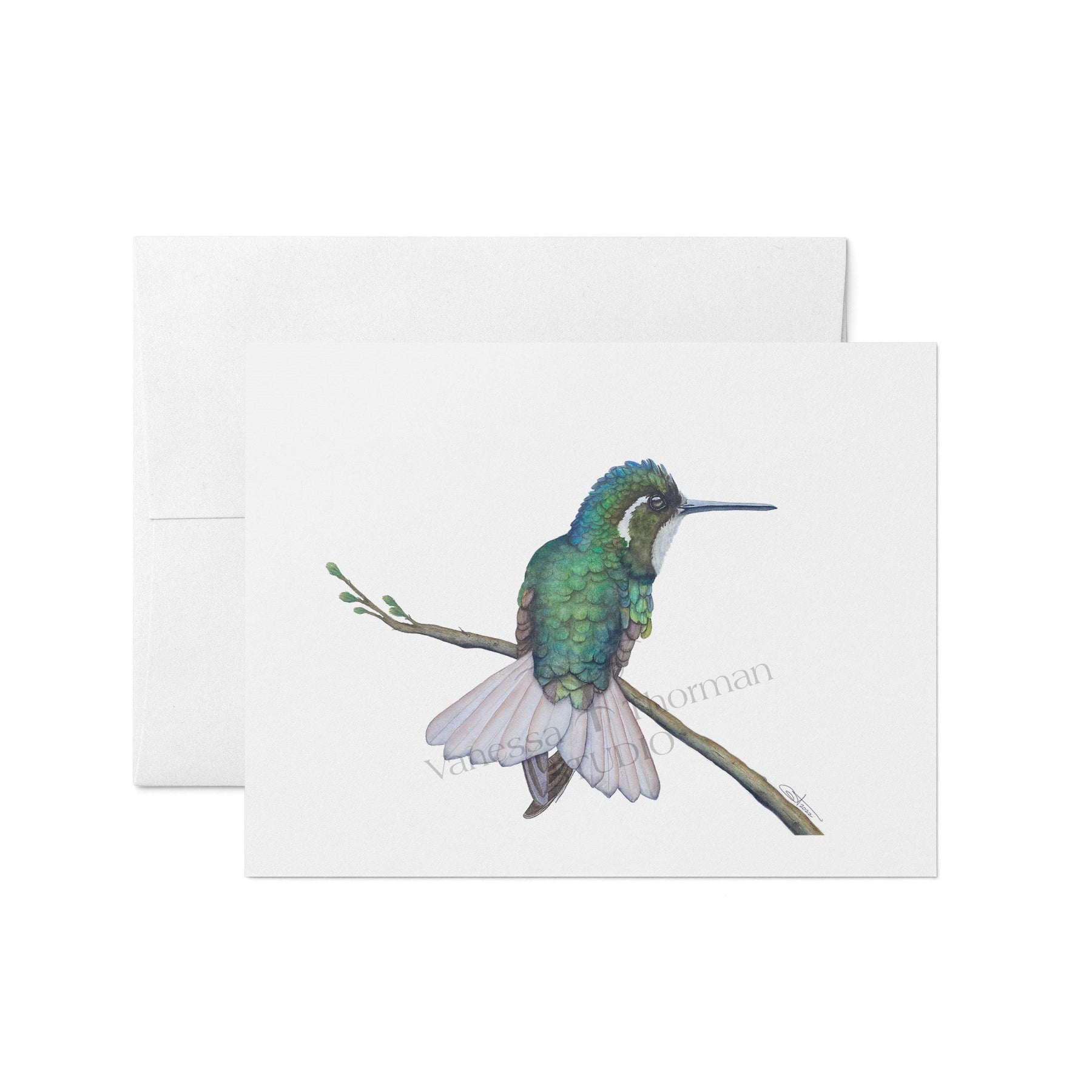 Watercolor notecard featuring a White-Eared Hummingbird by Vanessa Thorman