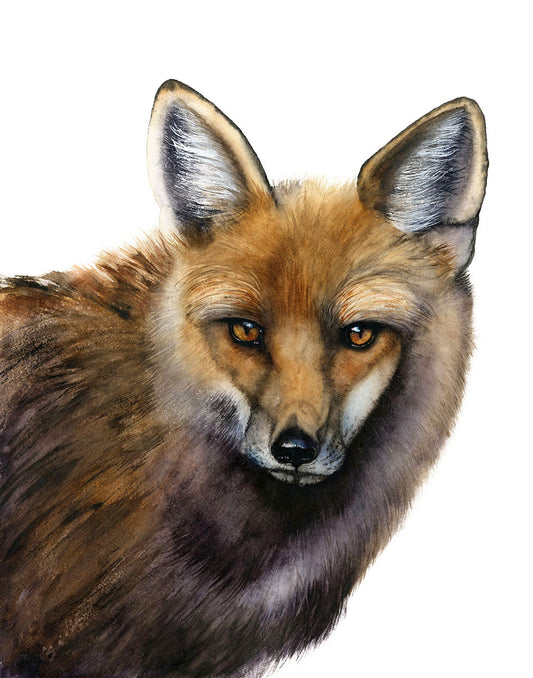 Close-up of "Your Move" fox watercolor art print, fox's face detail by Vanessa Thorman